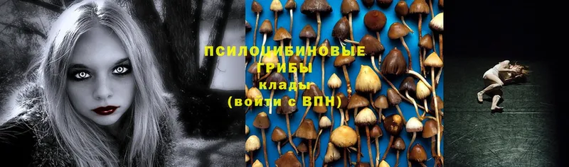 кракен вход  Гремячинск  Псилоцибиновые грибы Psilocybine cubensis 